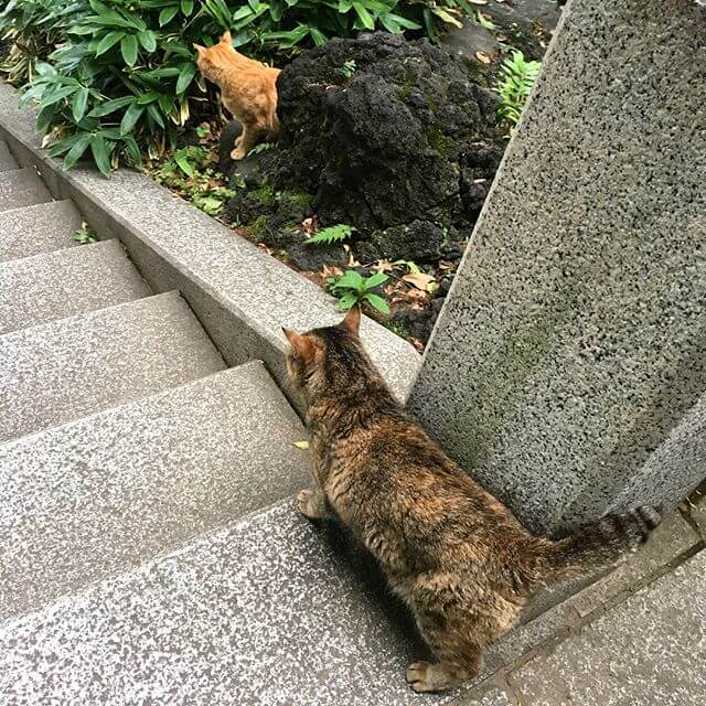 コンサートの下見に。途中の神社にニャンコーーーーアッチ向いてしまってるけど触れた&ニャーん️と見上げてくれた笑ニャンコォォォォ！！！！！#猫 #神社