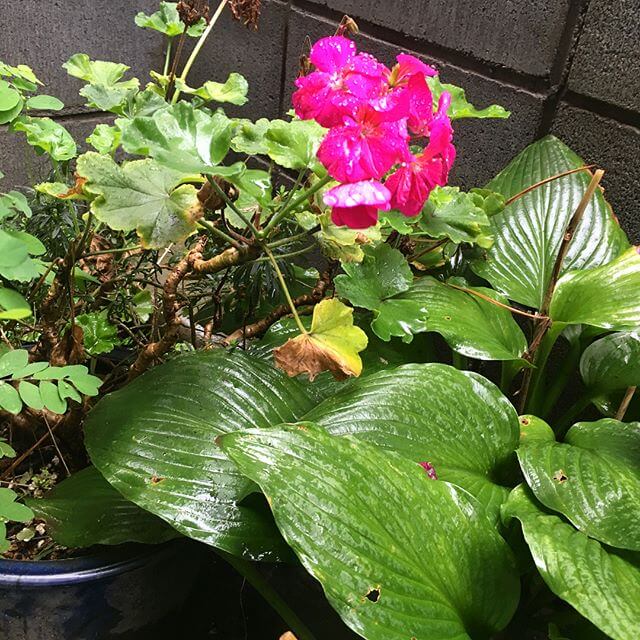 冷たい雨の日ですね️ワタシも泣きながら練習笑秋に珍しい？フューシャ色の花に魅せられました.....#雨 #植物 #花 #緑 #Flower #Color