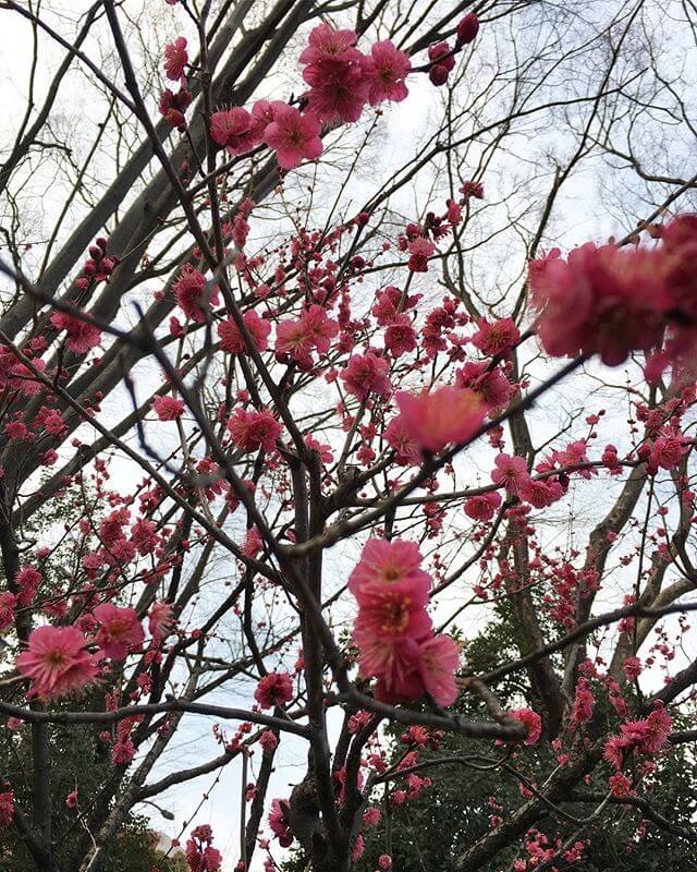 先日は「都内の緑」を堪能。梅はもうだいぶ咲いておりビックリ皆様に素敵な春が訪れますように#庭園 #東京 #Tokyo #Garden #梅