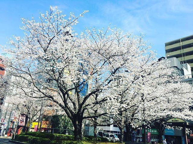レッスン＠駒込 の桜春。それぞれに色んな卒業やスタートや がありますね皆にとって素敵な春になりますように#春 #空 #桜 #街