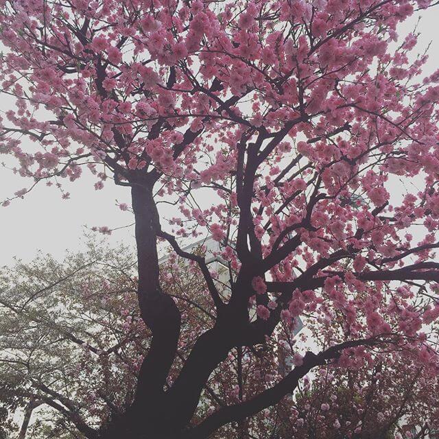 強風・ビル風で吹っ飛ぶかと思った1日。明日は夏日らしいですね？？頑張りましょうーーー🤔#春 #桜 #強風 #東京 #TOKYO